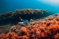 July 30, 2019. Anapa, Russia. Underwater photographer with camera glides stones with seaweed in sea