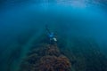 July 30, 2019. Anapa, Russia. Underwater photographer with camera glides stones with seaweed in sea