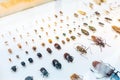 Beautiful collection of beetles and bugs