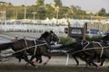 July 09 2019 - Calgary, Alberta, Canada - Horses running in the chuckwagon races Royalty Free Stock Photo