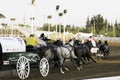 July 09 2019 - Calgary, Alberta, Canada - Horses running in the chuckwagon races Royalty Free Stock Photo