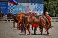 July 25, 2015. Ceremonial presentation of the Kremlin Riding School on VDNH in Moscow.