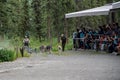 DENALI, ALASKA: National Park Service rangers give sled dog demo