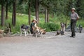 DENALI, ALASKA: National Park Service rangers giva sled dog demo in the park