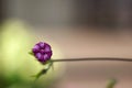 July garden, lonely purple flower on a branch, close-up