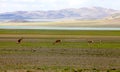 The plateau elves are Tibetan gazelles