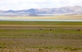 The plateau elves are Tibetan gazelles