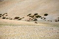 Wild argali sheep in the higher mountains of tibet Royalty Free Stock Photo