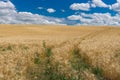 July landscape with blue sky, white clouds and ripe wheat field Royalty Free Stock Photo