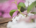 July in London - white and pink delicate flowers and a bee. Royalty Free Stock Photo