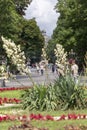 July 22, 2021 Lviv city Ukraine. Svobody Prospekt Lviv. Yucca Blossoms on Svobody Avenue with a view of the Lviv Opera and Ballet