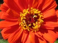 July Orange Zinnia Flower