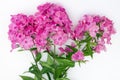 July pink phloxes lies on a white rural table Royalty Free Stock Photo