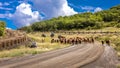 JULY 14, 2018, RIDGWAY, COLORADO, USA -Cattle Drive down County Road 58P, Last Dollar Road, Hastings Mesa, between Telluride and R