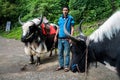 July 14th 2022, Himachal Pradesh India. A native Indian man with a pair of Yak Domestic Yak (Bos grunniens),