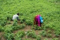 July 18th 2021. uttarakhand India. A Himalayan native farmer couple in the field full of green vegetables and leaves