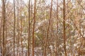 Jumble of straight grown bare young deciduous trees in winter