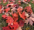 Jumbled pile of fallen red oak and maple leaves on an Autumn day. Royalty Free Stock Photo