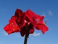 Jumbo Amaryllis Red Lion Top Hippeastrum Royalty Free Stock Photo