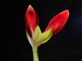 Jumbo Amaryllis Red Lion Top Hippeastrum Royalty Free Stock Photo