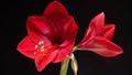 Jumbo Amaryllis Red Lion Top Hippeastrum Royalty Free Stock Photo