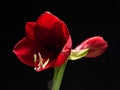 Jumbo Amaryllis Red Lion Top Hippeastrum Royalty Free Stock Photo