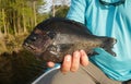 Jumbo Bluegill Caught While Fishing By Angler