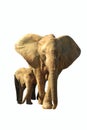 Jumbo bull and baby african elephants isolated