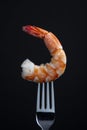 Jumbo Cooked shrimp on a fork isolated on black background Royalty Free Stock Photo