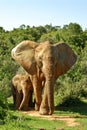 Jumbo elephant and baby in savannah