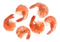 Jumbo Shrimp Royalty Free Stock Photo