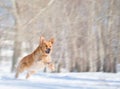 Jump of golden retriever dog with motion blur Royalty Free Stock Photo