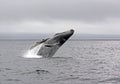 Jump of a humpback whale Royalty Free Stock Photo