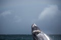 Jump of humpback whale Royalty Free Stock Photo