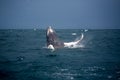 Jump of humpback whale Royalty Free Stock Photo