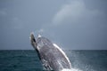 Jump of humpback whale Royalty Free Stock Photo