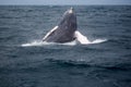 Jump of humpback whale Royalty Free Stock Photo