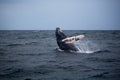 Jump of humpback whale Royalty Free Stock Photo