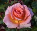 Jump for Joy Floribunda Rose in Bloom