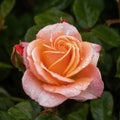 Jump for Joy Floribunda Rose in Bloom