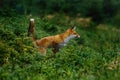 Jump. Red fox, Vulpes vulpes, jumping in green forest habitat. Orange fur coat animal with fluffy tail in snowfall. Action scene