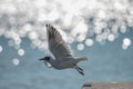 Jump Of Seagull Royalty Free Stock Photo