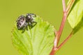 Jump Spider Royalty Free Stock Photo