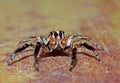 Jumper spider