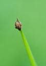 Jumper spider on green leaf Royalty Free Stock Photo