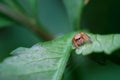 Jumper spider on green leaf Royalty Free Stock Photo