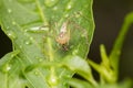 Jumper spider on green leaf with water drop Royalty Free Stock Photo