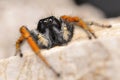 Jumper spider, Red jumper spider Royalty Free Stock Photo
