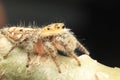 Jumpin Spider close up Detail animal small Royalty Free Stock Photo