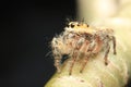 Jumpin Spider close up Detail animal small Royalty Free Stock Photo